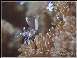 This shrimp wanted to clean my camera and just kept comin... by Erika Antoniazzo 
